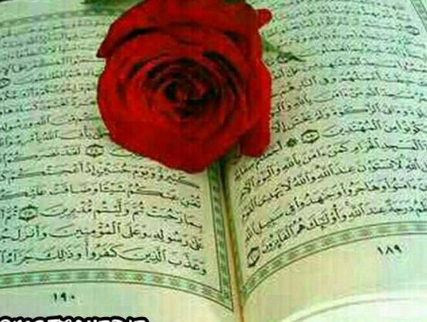 عکس قران و گل رز