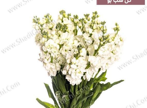 عکس دخترانه شیک دست