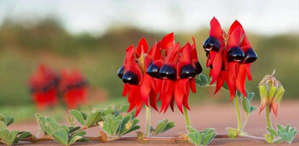 عکس گل های عجیب زیبا