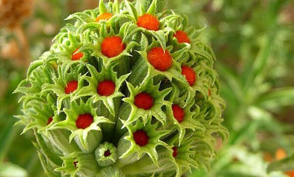 عکس گل های عجیب زیبا