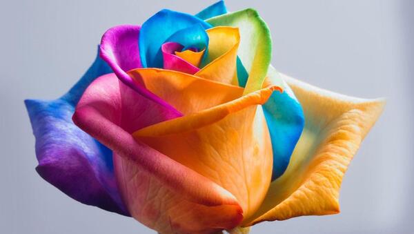 عکس گل های عجیب زیبا