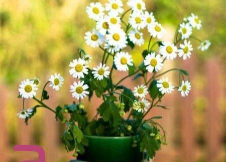 عکس پروفایل با حیوانات
