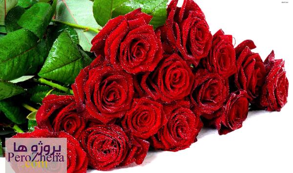 عکس از گلهای رز زیبا