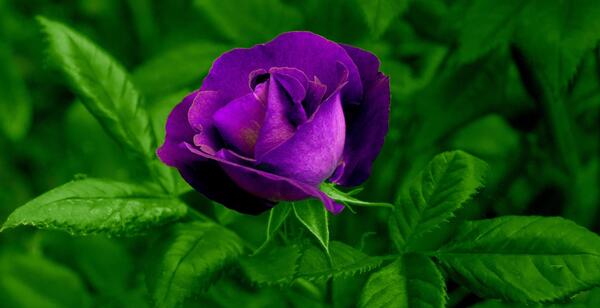 عکس از گلهای رز زیبا