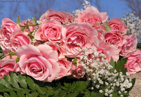 عکس از گلهای رز زیبا