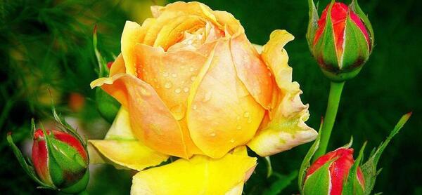 عکس از گلهای رز زیبا