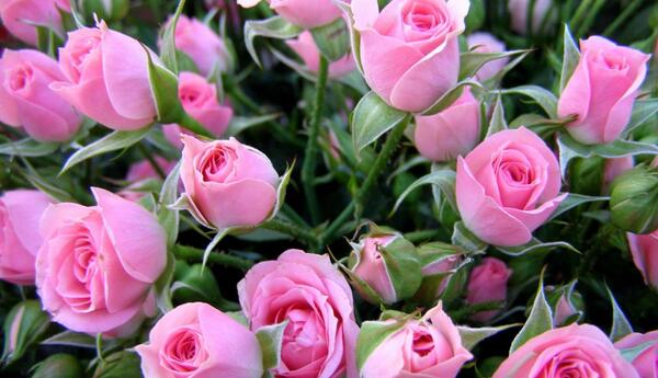 عکس از گلهای رز زیبا