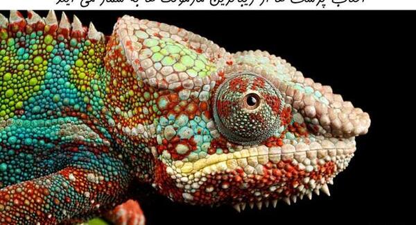 عکس صورت مارمولک