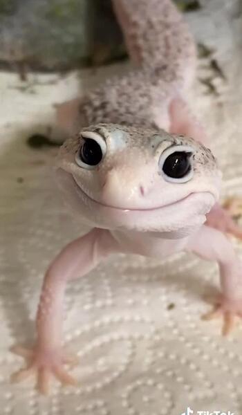 عکس صورت مارمولک