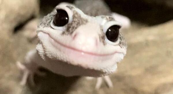 عکس صورت مارمولک