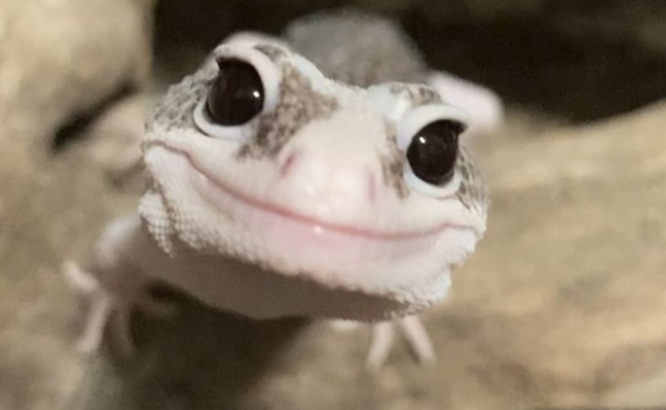 عکس صورت مارمولک