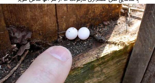 عکس صورت مارمولک