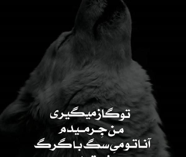 عکس گرگ برای وضعیت واتساپ