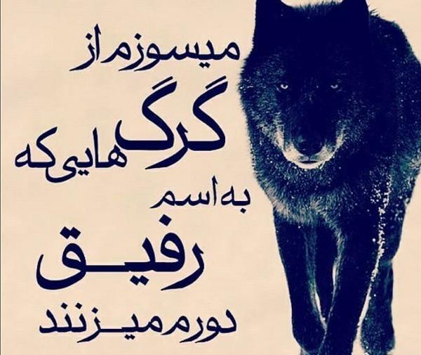 عکس گرگ برای وضعیت واتساپ