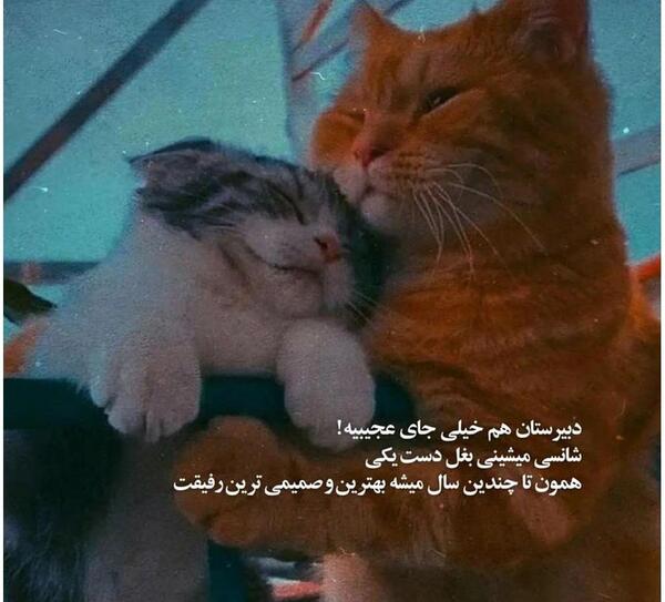 عکس های خنده دار گربه ها