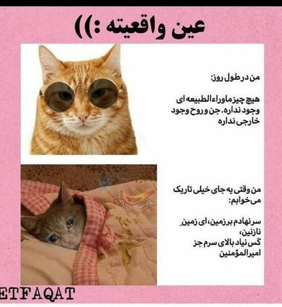 عکس های خنده دار گربه ها