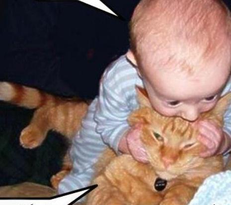 عکس های خنده دار گربه ها