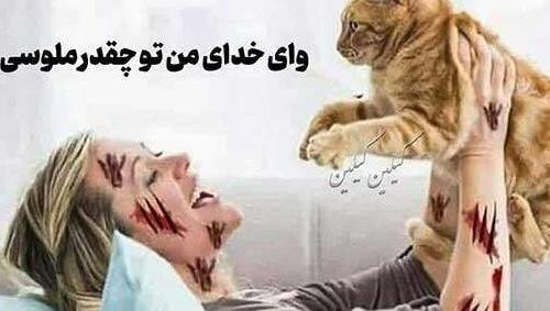 عکس های خنده دار گربه ها