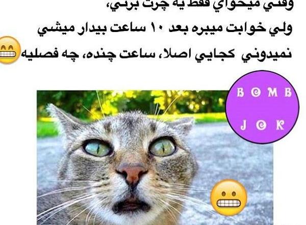 عکس های خنده دار گربه ها