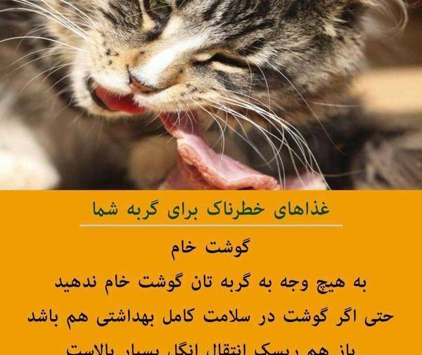 عکس های خنده دار گربه ها