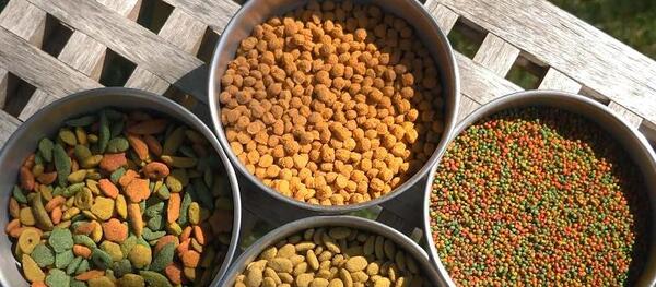 عکس عروس هلندی لاغر