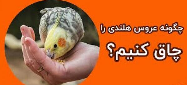 عکس عروس هلندی لاغر