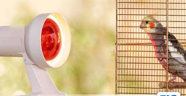 عکس عروس هلندی لاغر