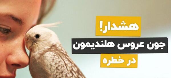 عکس عروس هلندی لاغر
