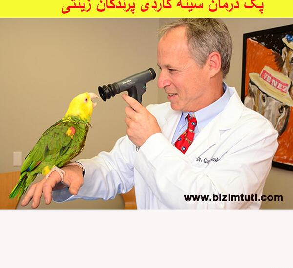 عکس عروس هلندی لاغر