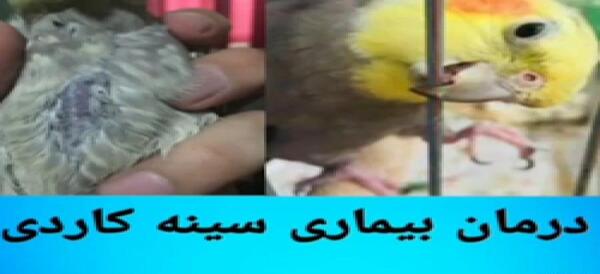عکس عروس هلندی لاغر