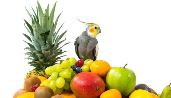 عکس عروس هلندی لاغر
