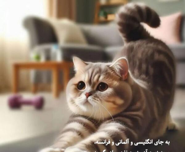 عکس نوشته خنده دار گربه