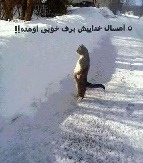 عکس نوشته خنده دار گربه