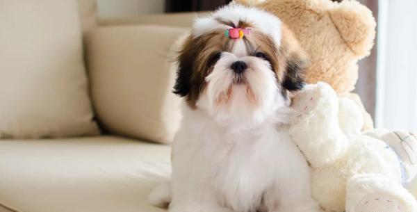 عکس سگ شیتزو کراس توله
