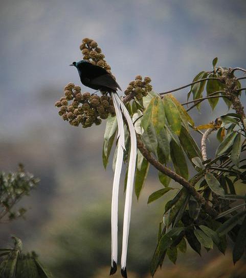 عکس پرنده بهشت