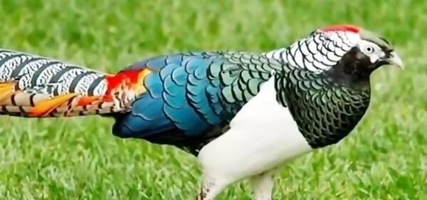 عکس پرنده بهشت