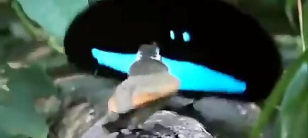 عکس پرنده بهشت