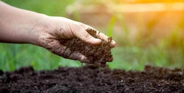 عکس خاک مخصوص بنفشه آفریقایی