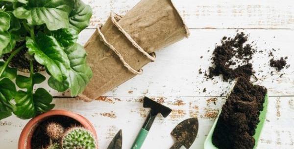 عکس خاک مخصوص بنفشه آفریقایی