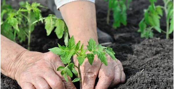عکس خاک مخصوص بنفشه آفریقایی