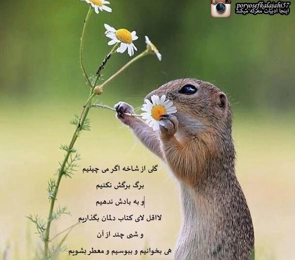 عکس نوشته زیبا از سهراب سپهری