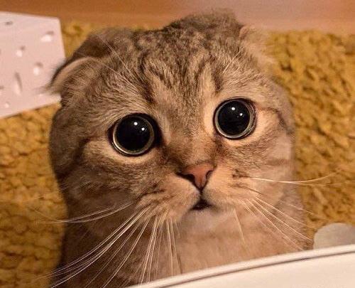 عکس های گربه های کیوت