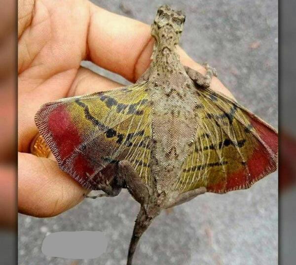 عکس مارمولک پرنده