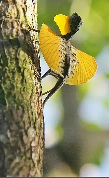 عکس مارمولک پرنده