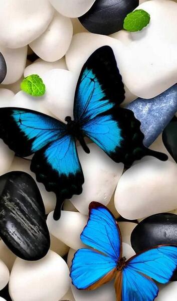عکس پروانه برای پس زمینه