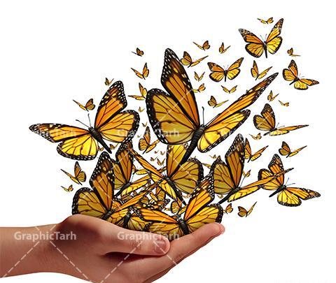 عکس پروانه برای پس زمینه