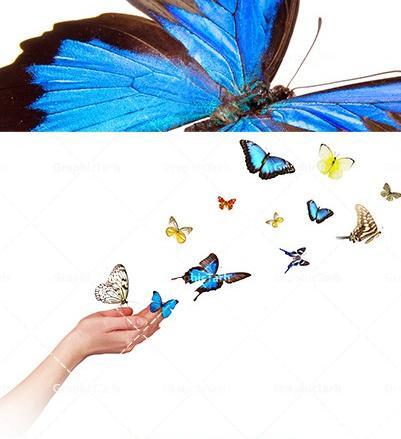 عکس پروانه برای پس زمینه
