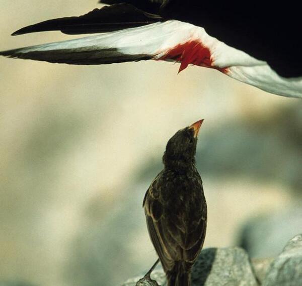 عکس آهوی قطبی