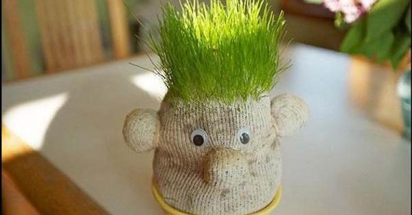عکس سبزه عید خرفه