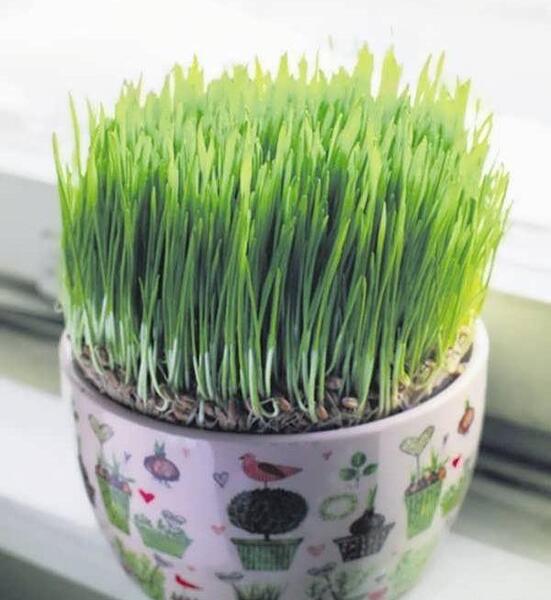 عکس سبزه عید خرفه
